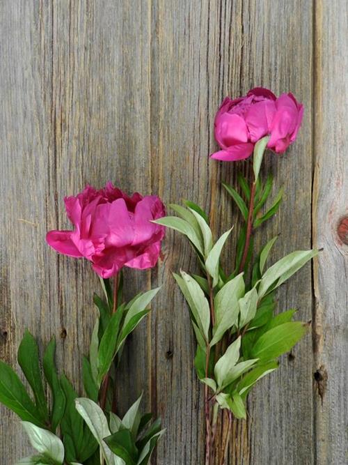 KANSAS  DARK/HOT PINK PEONIES